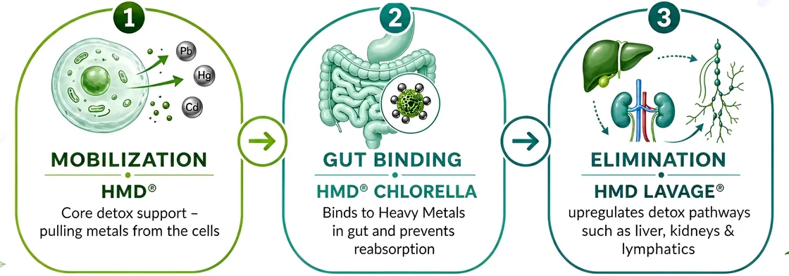 The HMD Triple Action System. Step 1, MOBILIZATION, HMD: Core detox support - pulling metals from the cells. Step 2, GUT BINDING, HMD CHLORELLA: Binds to Heavy Metals in gut and prevents reabsorption. Step 3, ELIMINATION, HMD LAVAGE: upregulates detox pathways such as liver, kidneys and lymphatics.
