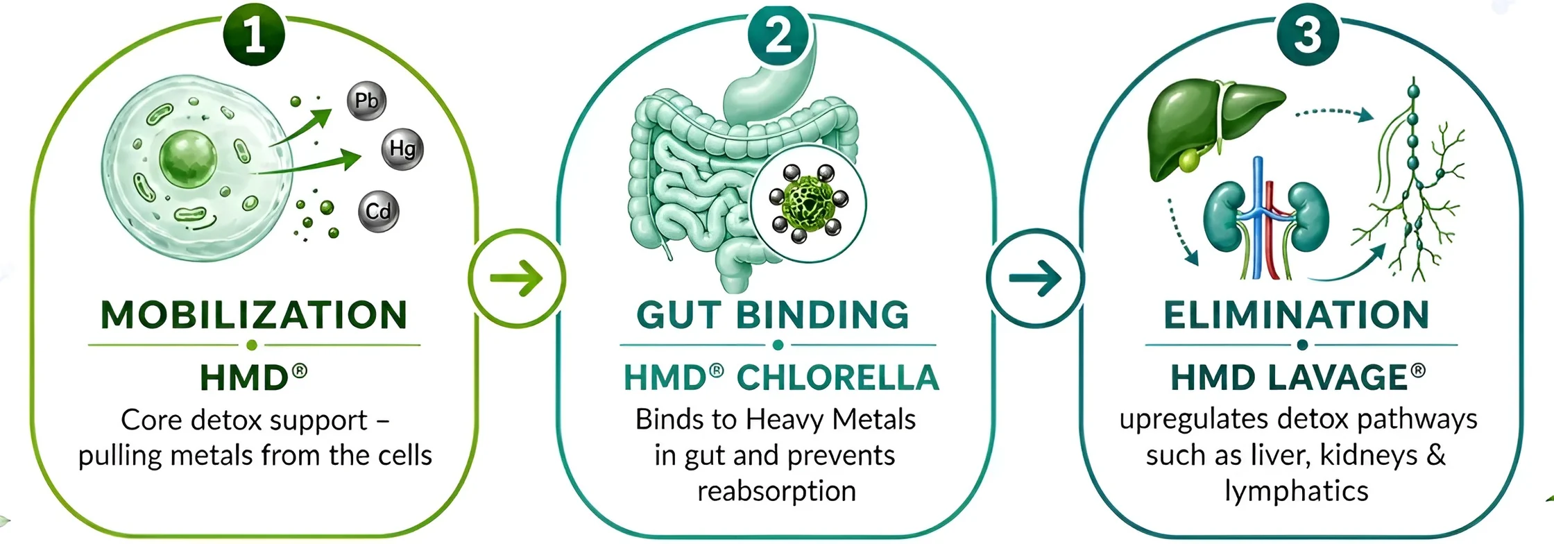 1 Mobilization, HMD®: core detox support – pulling metals from the cells. 2 Gut Binding, HMD® CHLORELLA: binds to heavy metals in gut and prevents reabsorption. 3 Elimination, HMD LAVAGE®: upregulates detox pathways such as liver, kidneys & lymphatics.