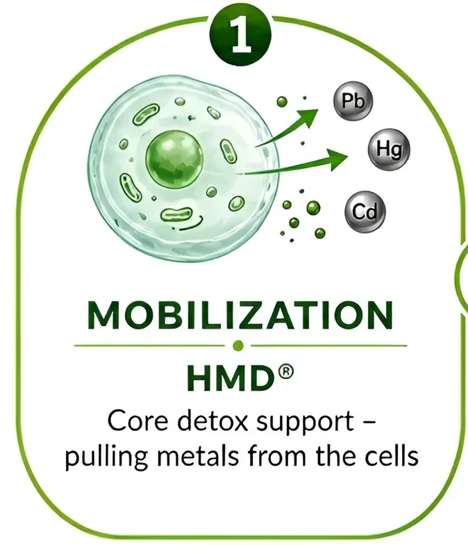 Step 1, MOBILIZATION, HMD: Core detox support - pulling metals from the cells.
