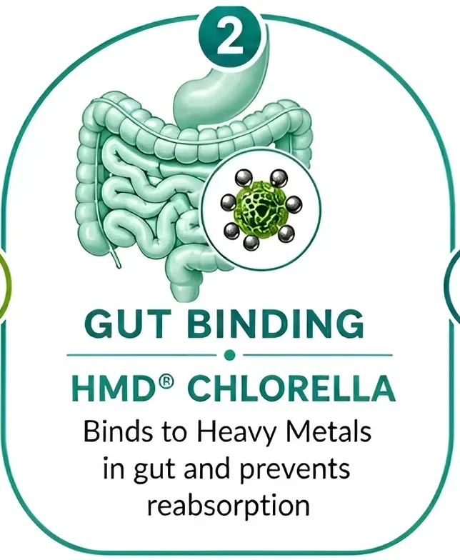 Step 2, GUT BINDING, HMD CHLORELLA: Binds to Heavy Metals in gut and prevents reabsorption.
