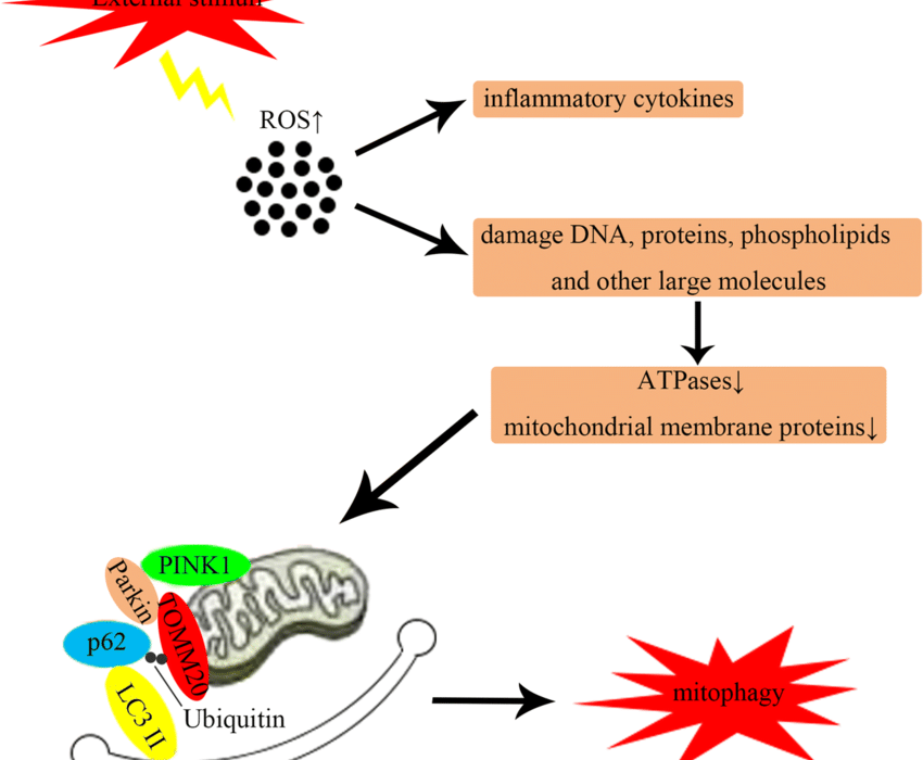 DNA damage and heavy metals
