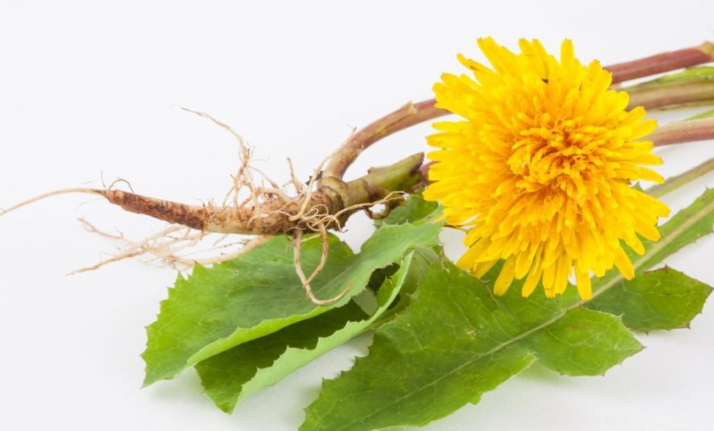 Dandelion root