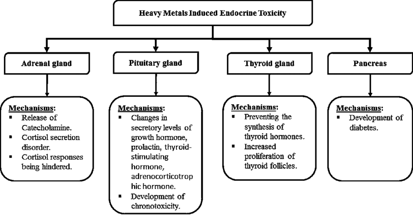 Heavy metals and Endocrine imbalances