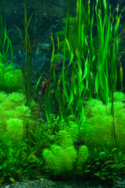 heavy metal cleaning algae