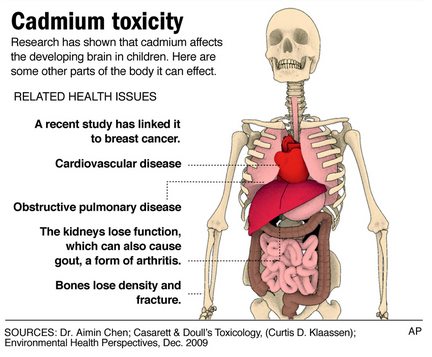 cadmium toxicity