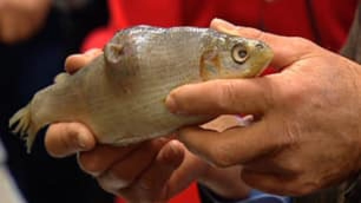 Copper Toxicity in Fish