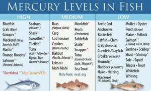 mercury in fish