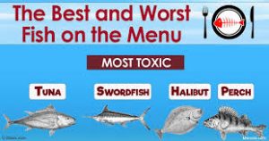 Mercury in fish