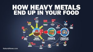 Heavy Metals in Foods | detox pack | heavy metal detox