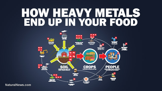 Heavy Metals in Foods | detox pack | heavy metal detox