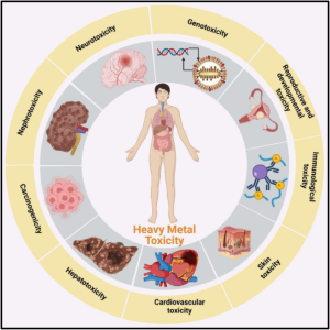 How Heavy Metals Are Stored in the Body