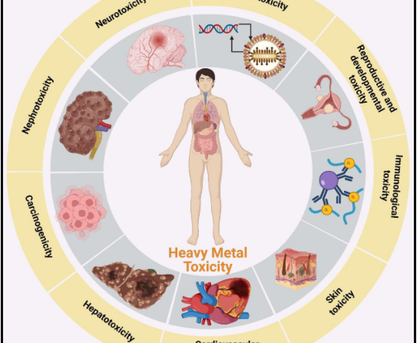 How Heavy Metals Are Stored in the Body