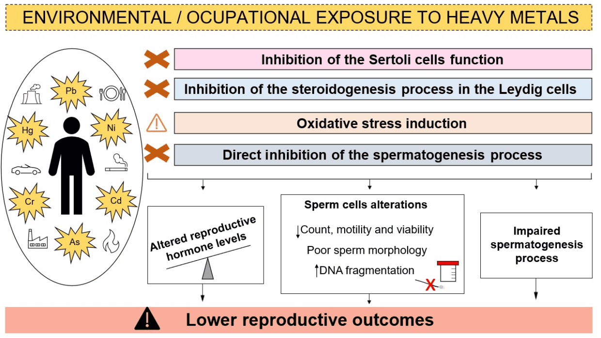 Men’s Sexual Health and Heavy Metals