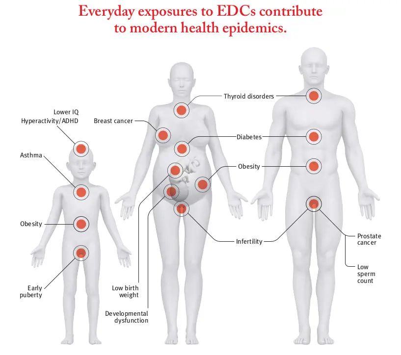 Heavy Metals and Endocrine Disruptors