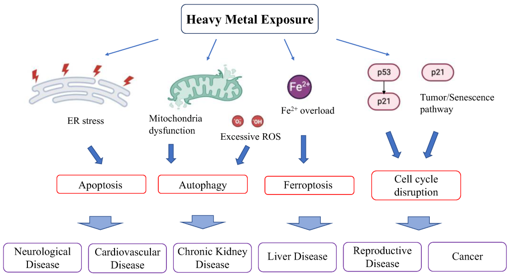 Heavy Metals, Your Immune System, and Autoimmunity
