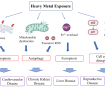 Heavy Metals, Your Immune System, and Autoimmunity