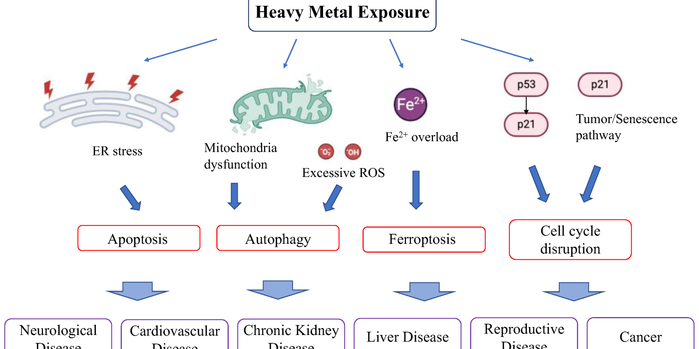 Heavy Metals, Your Immune System, and Autoimmunity