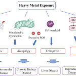 Heavy Metals, Your Immune System, and Autoimmunity