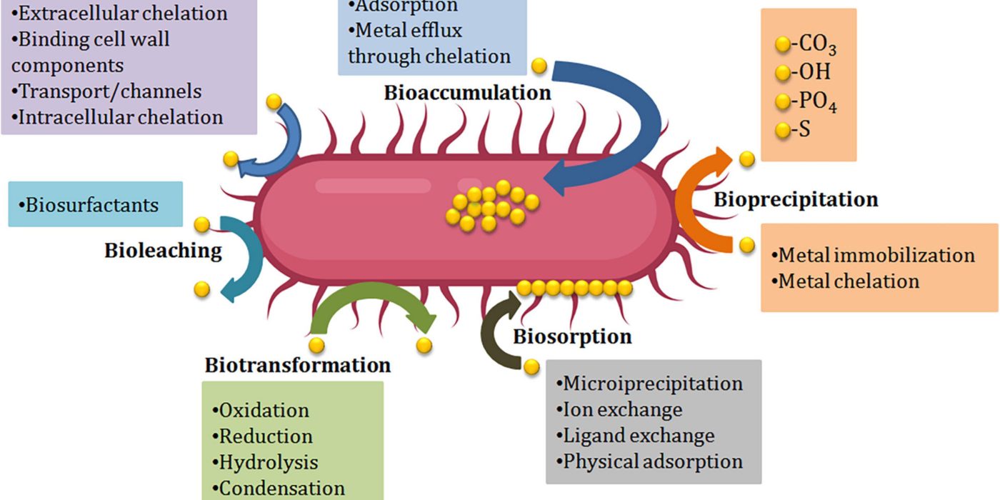 Microbiome and heavy metals