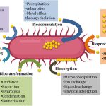 The Microbiome’s Role in Heavy-Metal Absorption and Elimination