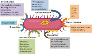 Microbiome and heavy metals