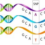 Genetic Polymorphisms Affecting Elimination of Heavy Metals