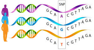Polymorphism and Heavy Metals