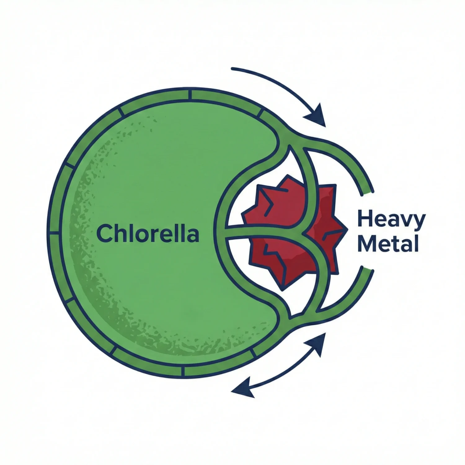 2. Gut Binding