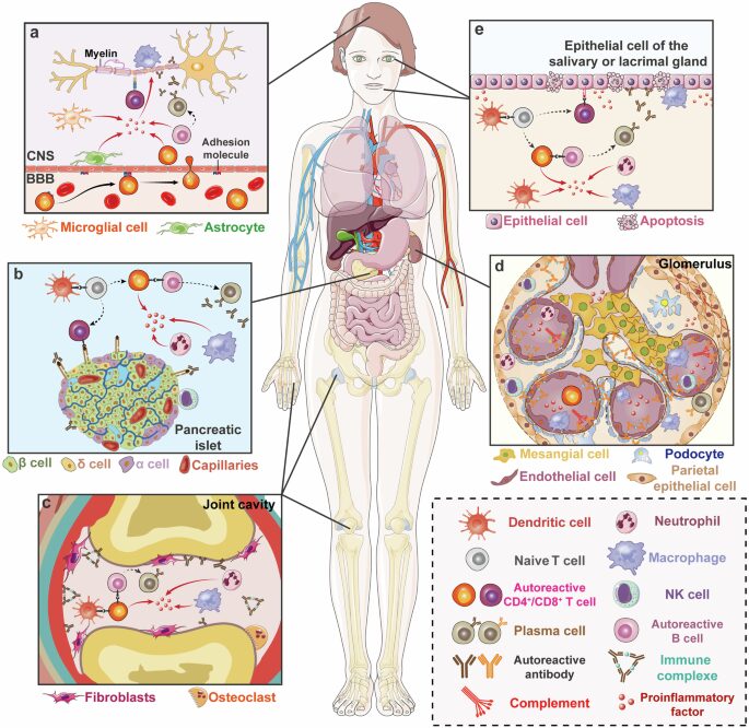 Immune System and Heavy Metals