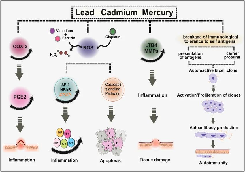 Immunity and Heavy Metals