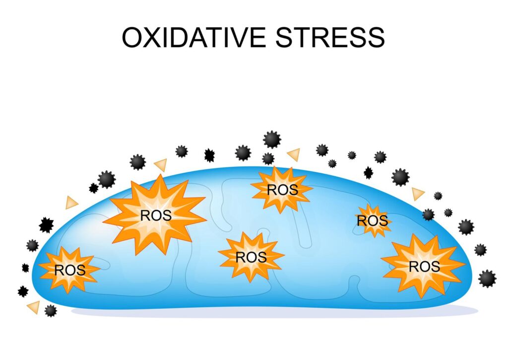 Thyroid and Oxidative Stress