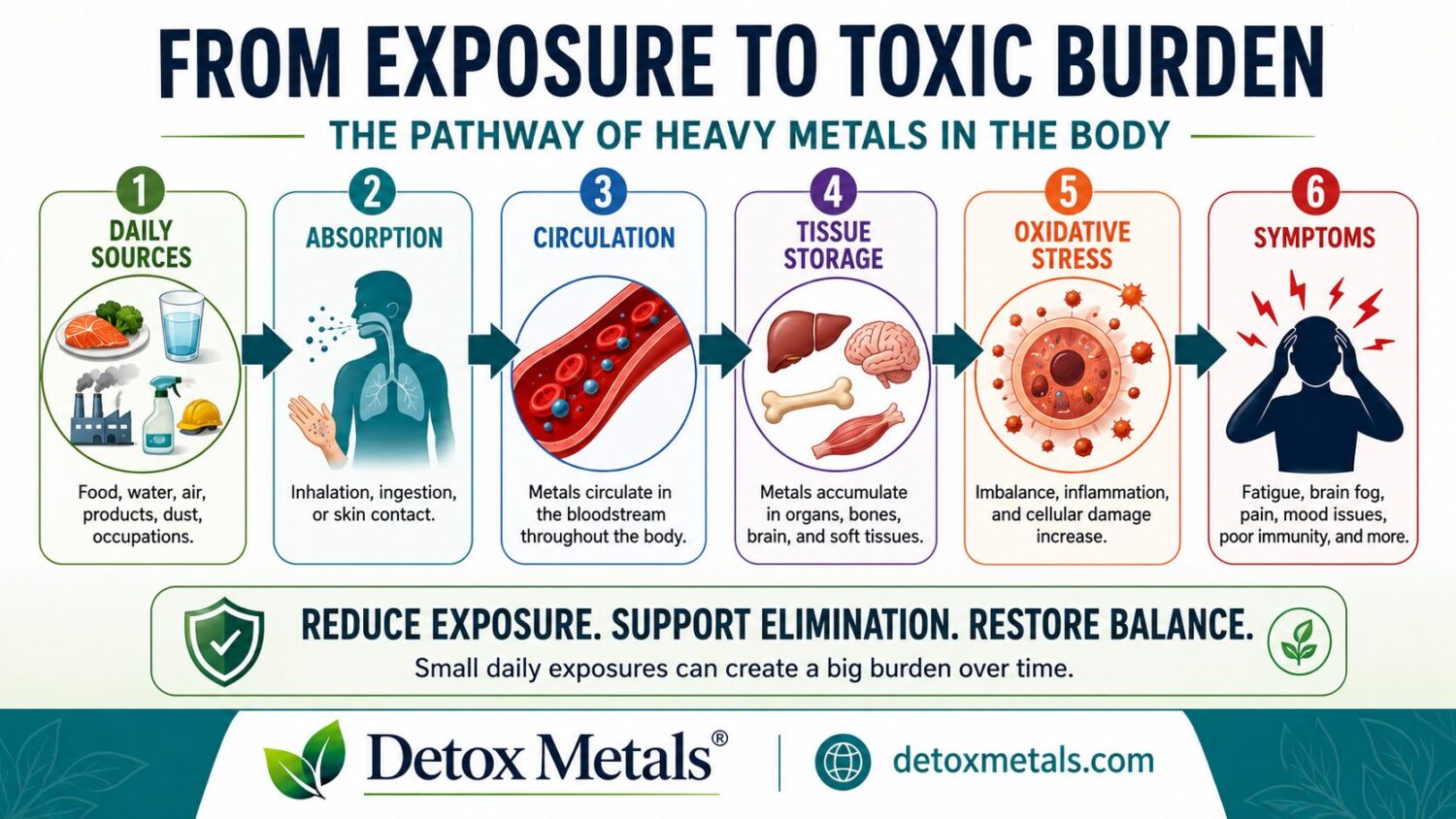 From Exposure to Toxic Burden