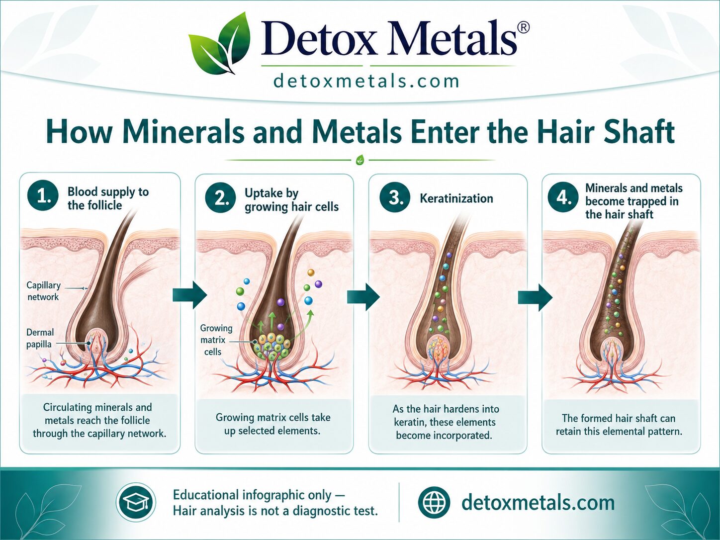 How Minerals and Metals Enter the Hair Shaft